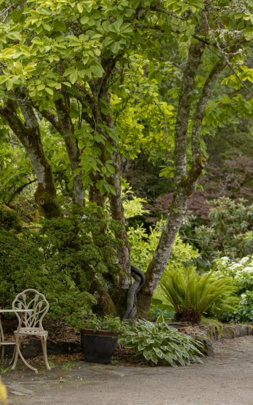 Lush garden with iron garden chairs and table